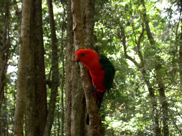 King Parrot